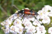 Stenurella bifasciata