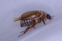 Amphimallon solstitiale