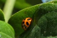 Harmonia axyridis