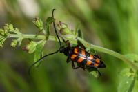 Leptura quadrifasciata