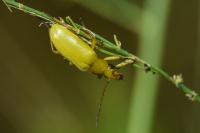 Cteniopus sulphureus