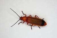 Rhagonycha fulva