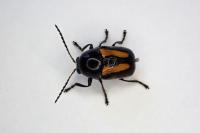 Cryptocephalus vittatus