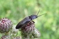 Hemicrepidius