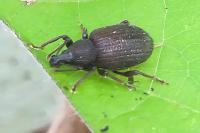 Otiorhynchus sulcatus