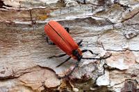 Lygistopterus sanguineus