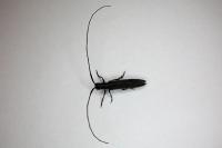Calamobius filum