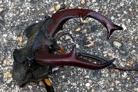 Lucanus cervus