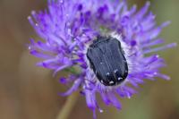 Tropinota hirta