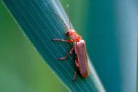 Cantharis rufa