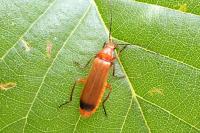 Rhagonycha fulva