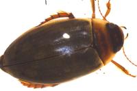 Colymbetes fuscus