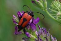 Stictoleptura cordigera