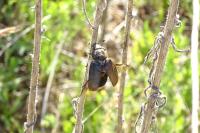 Anoxia villosa