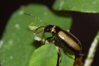 Calomicrus circumfusus