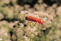 Rhagonycha fulva