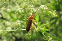 Rhagonycha fulva