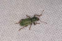 Pachyrhinus lethierryi