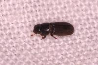 Pleurophorus caesus