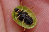 Cassida viridis