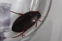 Colymbetes fuscus