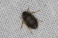 Berosus affinis