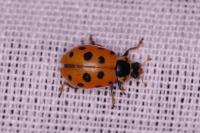 Hippodamia tredecimpunctata