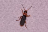 Cantharis lateralis