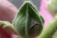 Rhopalapion longirostre