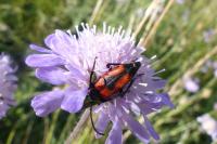 Stictoleptura cordigera
