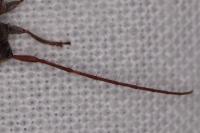 Exocentrus adspersus