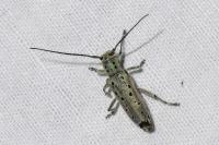 Saperda punctata