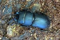 Dorcus parallelipipedus