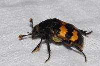 Nicrophorus interruptus