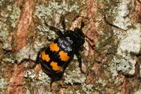Nicrophorus interruptus