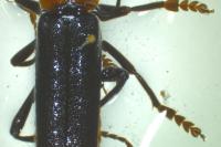 Cantharis fusca