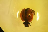 Cantharis fusca