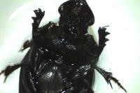 Copris lunaris