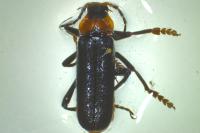 Cantharis fusca