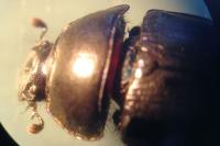 Geotrupes stercorarius