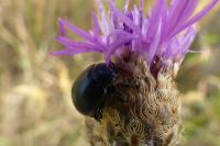 Chrysolina haemoptera