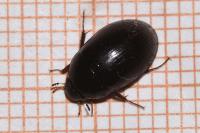 Hydrobius fuscipes