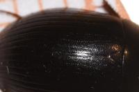 Hydrobius fuscipes
