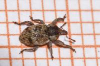 Pachytychius sparsutus