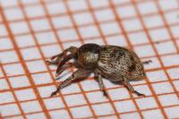 Pachytychius sparsutus