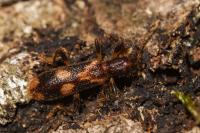Opilo mollis