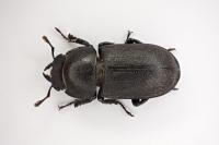 Dorcus parallelipipedus
