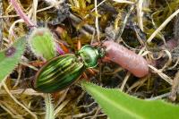 Carabus auratus
