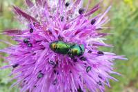 Cryptocephalus