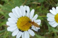Oedemera podagrariae